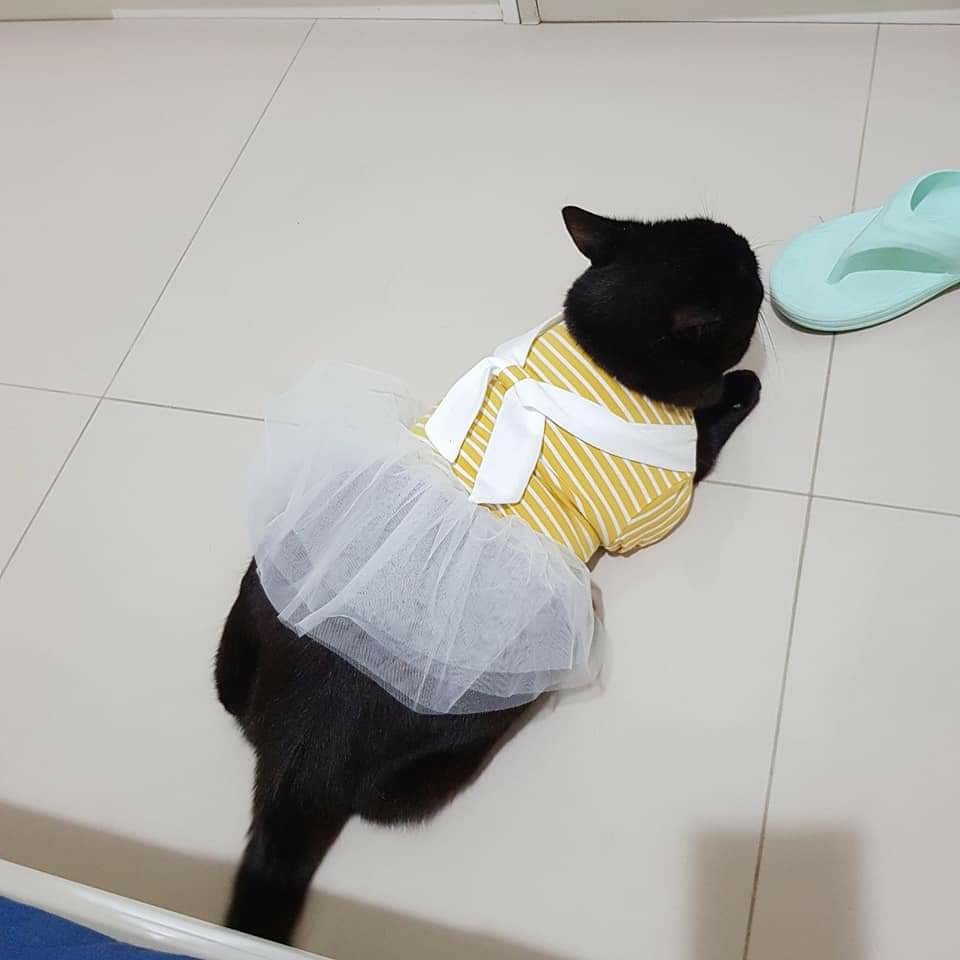 阿程的到府照顧 - サービス説明 4