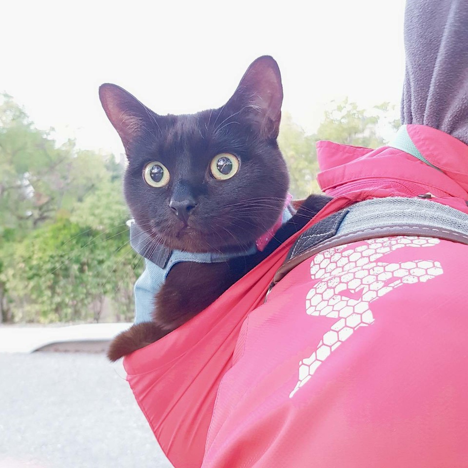 阿程的到府照顧 - サービス説明 2