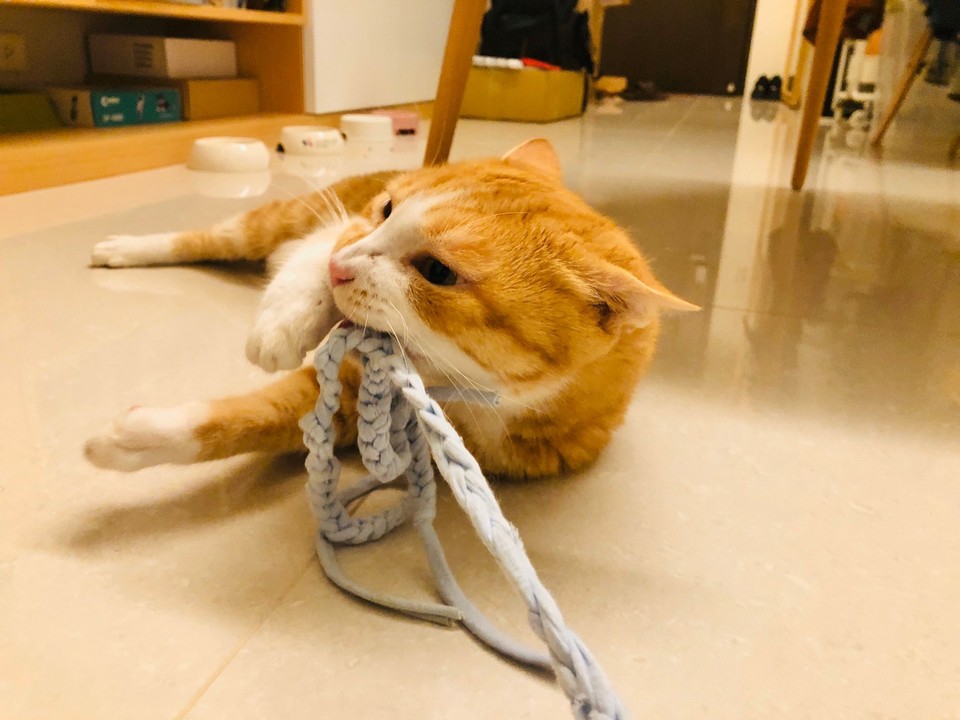 阿程的到府照顧 - サービス説明 9