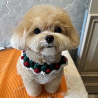 Cindy 🐶🐱 🧡新增賽級貓咪洗浴服務