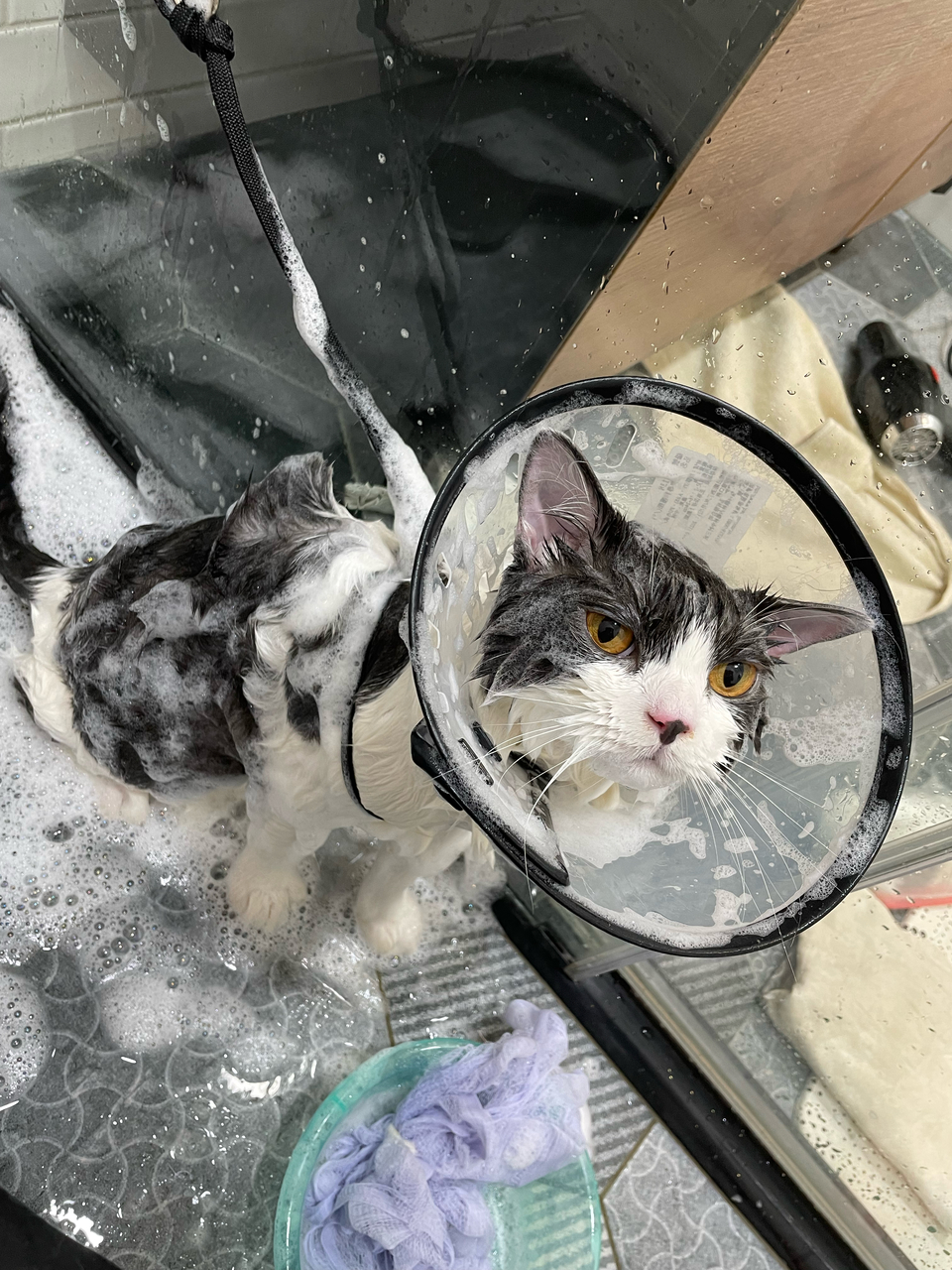 專職寵物美容師 - Description 2