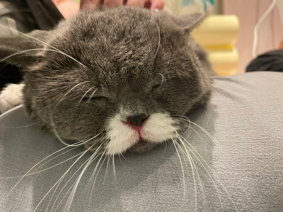 專職寵物美容師 - Description 1