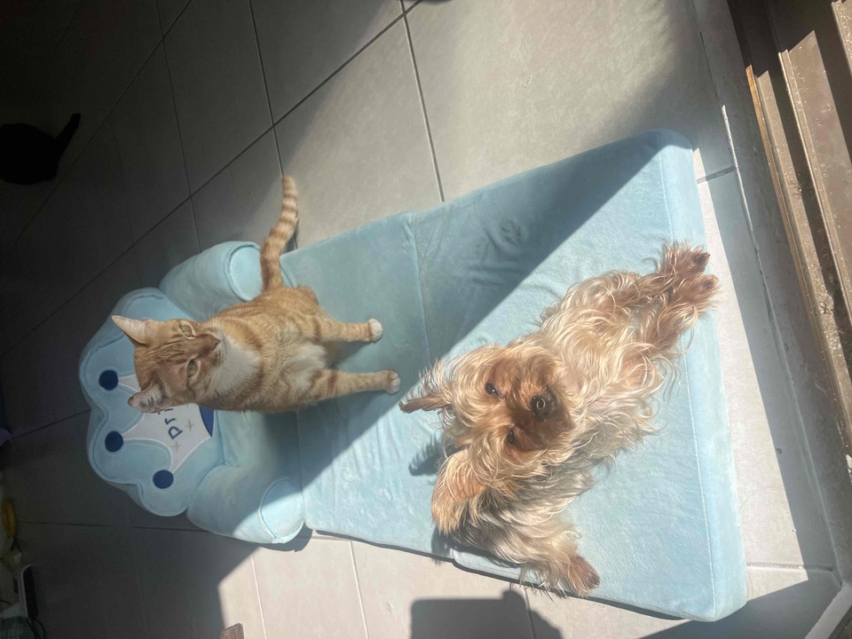 連假有空～歡迎預約～通化街（臨江街夜市） - 服務說明 8