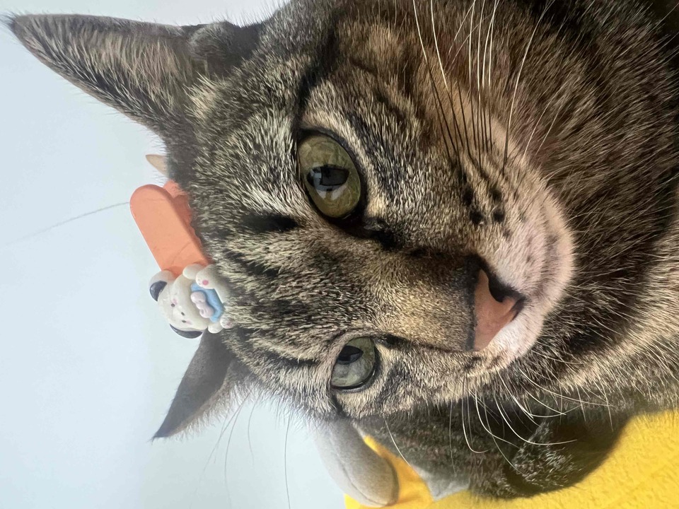 連假有空～歡迎預約～通化街（臨江街夜市） - 服務說明 4