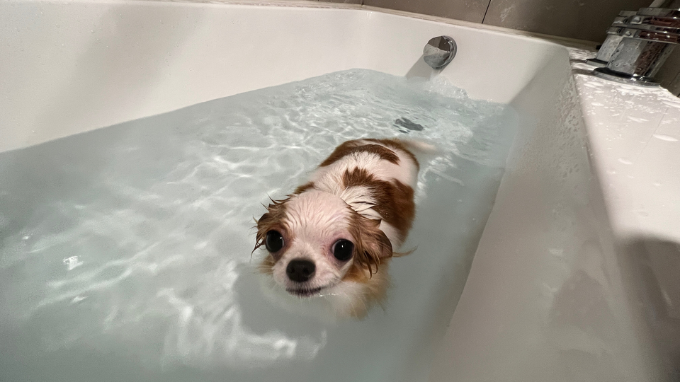 寵物居家住宿5年 - サービス説明 2