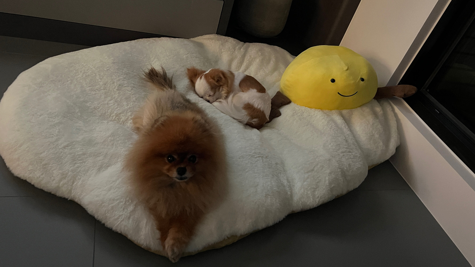 寵物居家住宿5年 - サービス説明 3