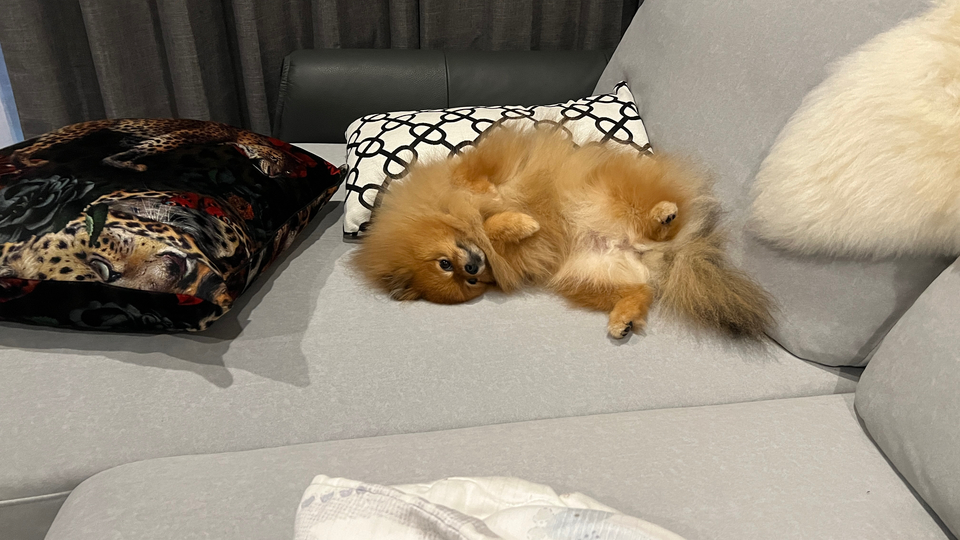 寵物居家住宿5年 - サービス説明 1