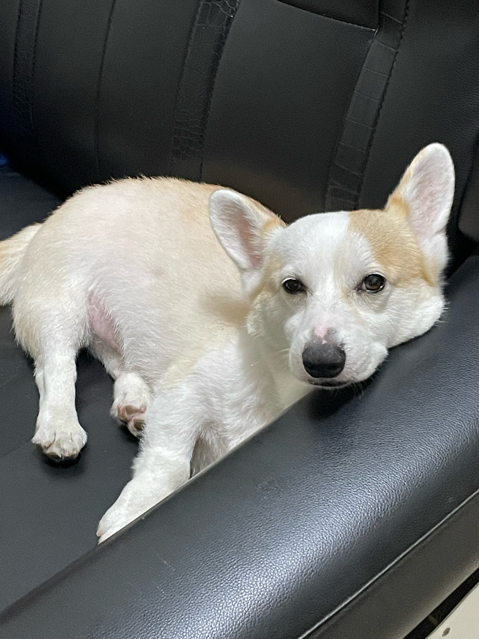 新竹市🐶安親寄宿 一狗一房！ 含冷氣及除濕機 - サービス説明 1