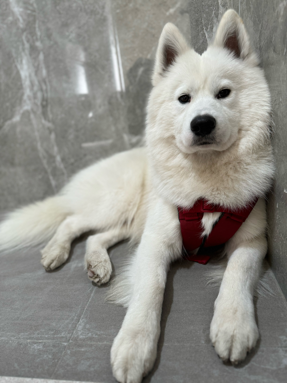 新竹市🐶安親寄宿 一狗一房！ 含冷氣及除濕機 - サービス説明 5