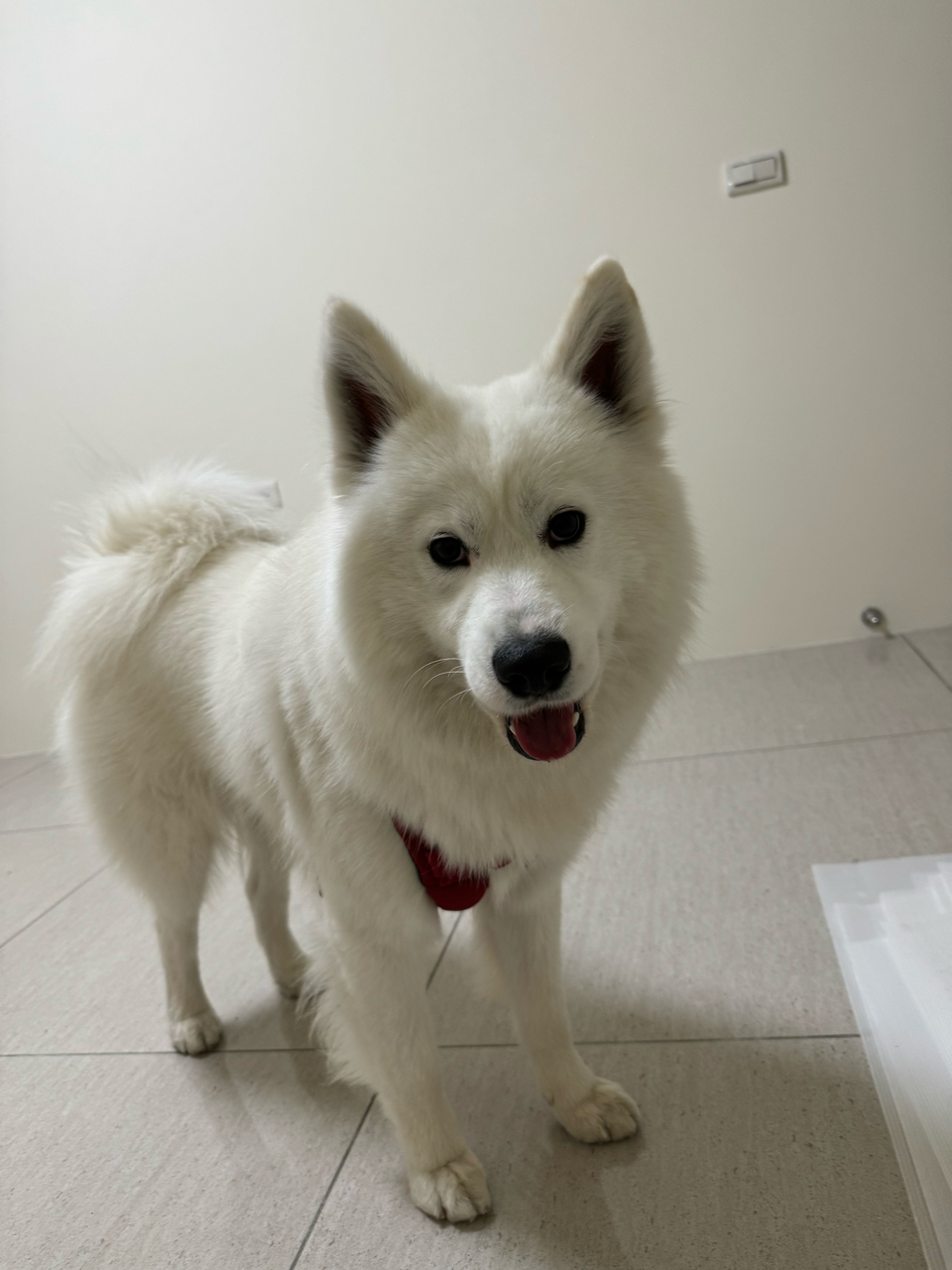 新竹市🐶安親寄宿 一狗一房！ 含冷氣及除濕機 - サービス説明 4