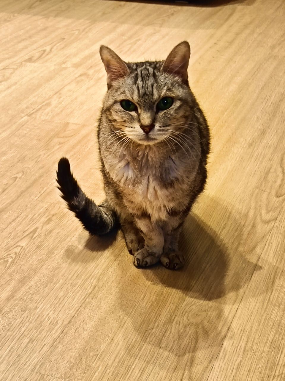 土城區貓加狗下單區（不含散步） - 服務說明 6