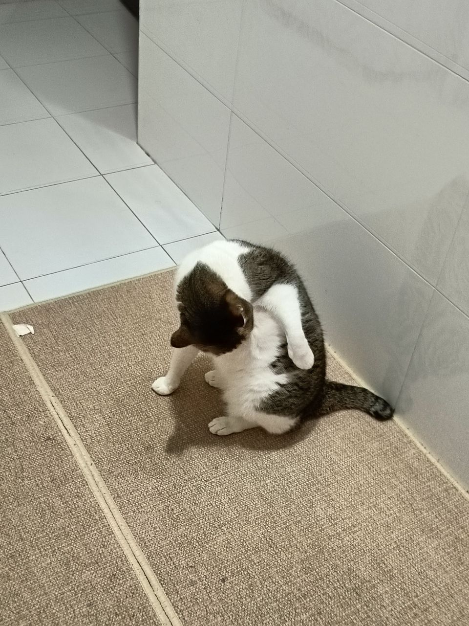 土城區貓加狗下單區（不含散步） - 服務說明 3