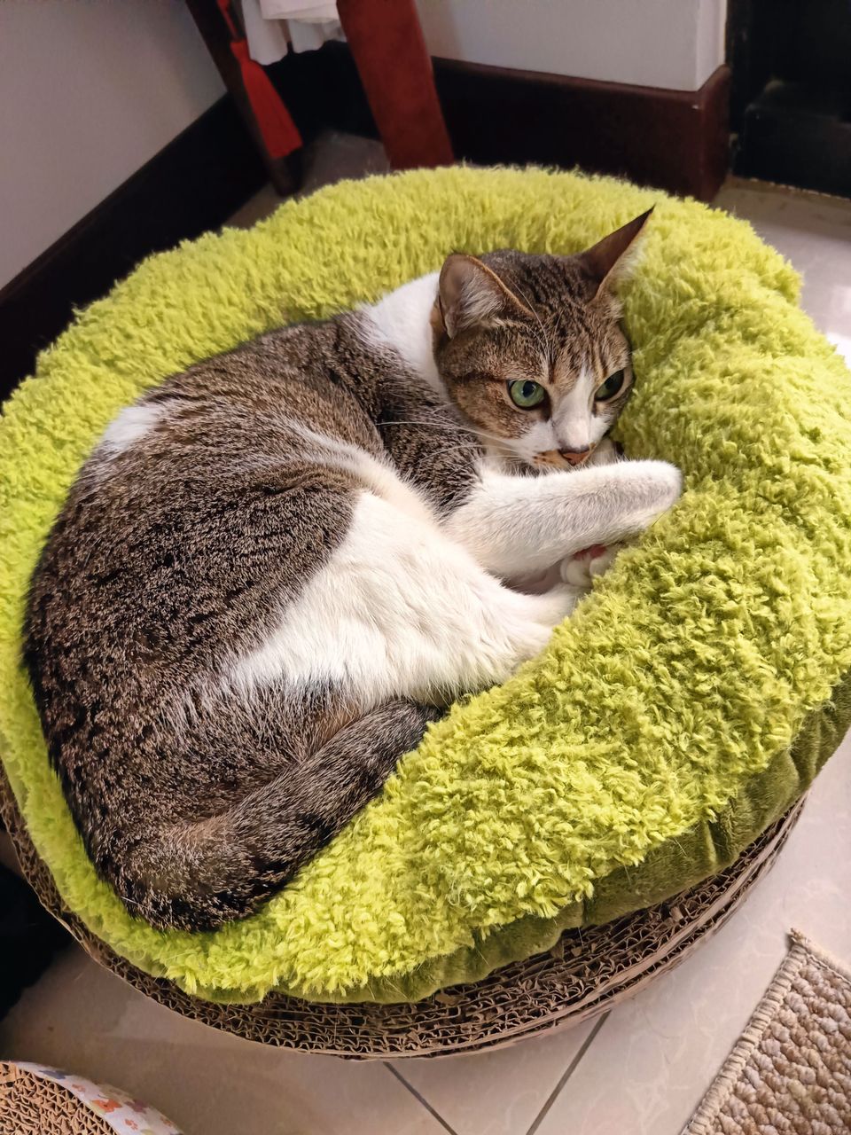 土城區貓加狗下單區（不含散步） - 服務說明 8