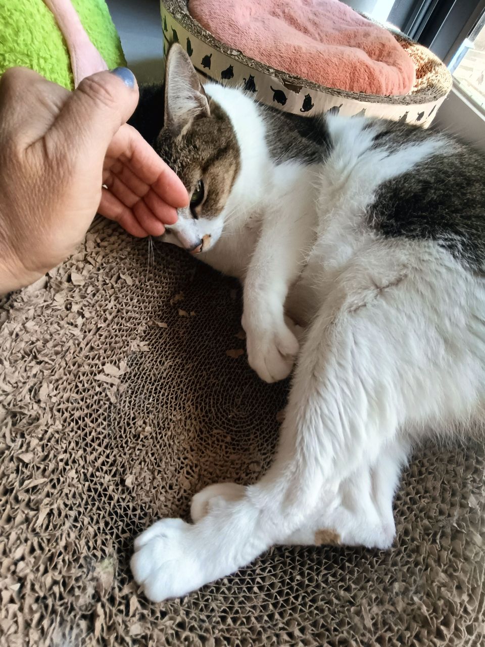 土城區貓加狗下單區（不含散步） - 服務說明 2