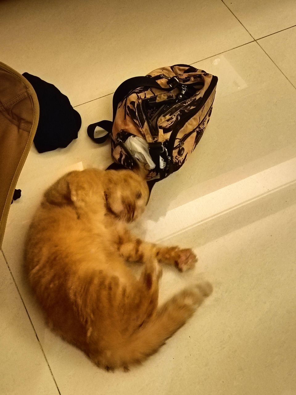 土城區貓加狗下單區（不含散步） - 服務說明 7