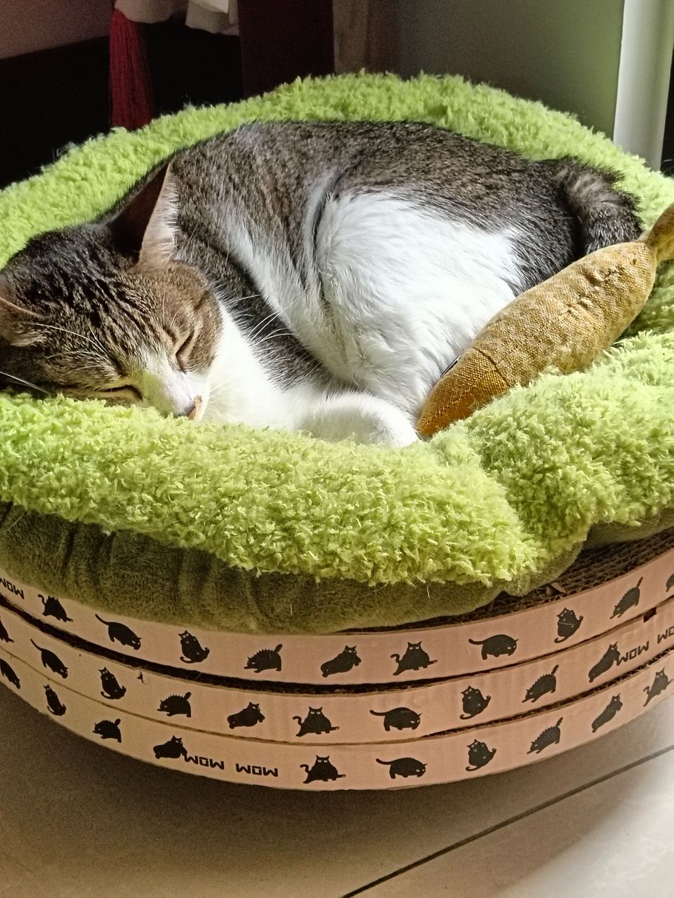 土城區貓加狗下單區（不含散步） - 服務說明 4