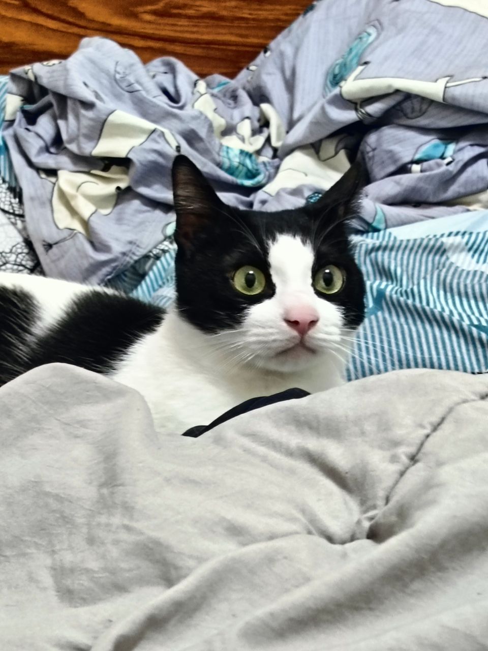 土城區貓加狗下單區（不含散步） - 服務說明 1