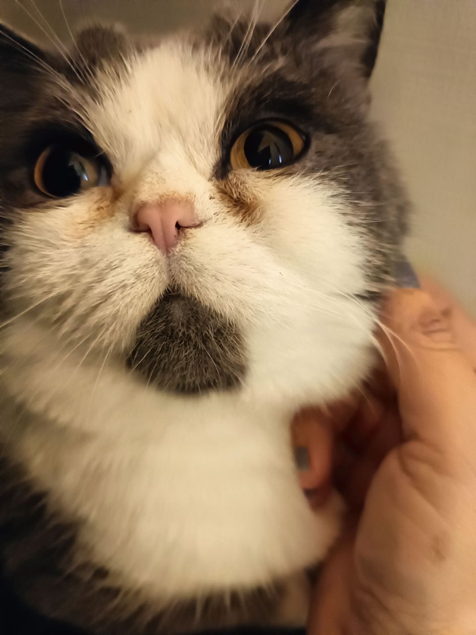 土城區貓加狗下單區（不含散步） - 服務說明 5