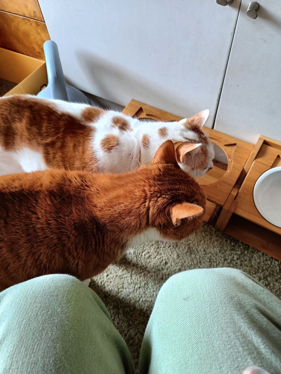 土城區貓加狗下單區（不含散步） - 服務說明 10