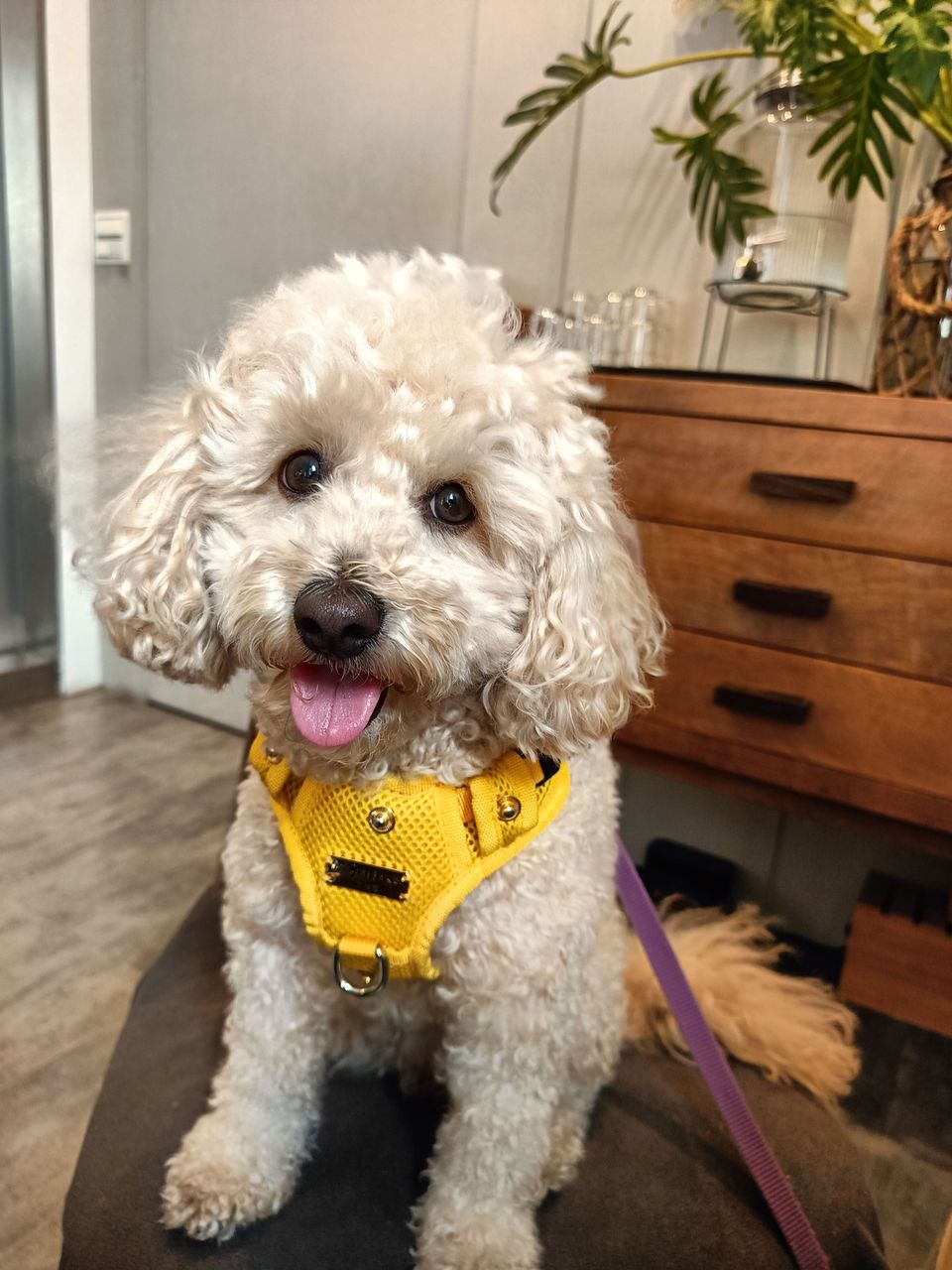 土城區貓加狗下單區（不含散步） - 服務說明 9