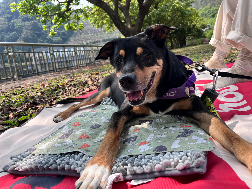 【雙和地區老犬陪伴散步】🐶9年養狗經驗 - Description 3