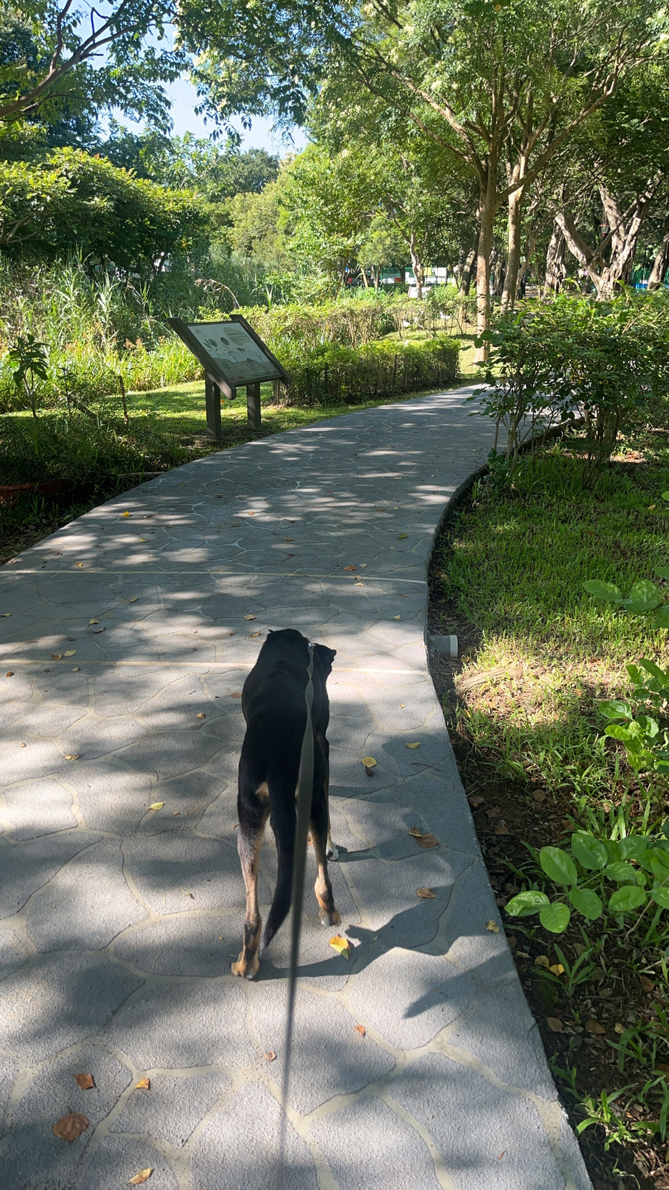 【雙和地區老犬陪伴散步】🐶9年養狗經驗 - Description 2