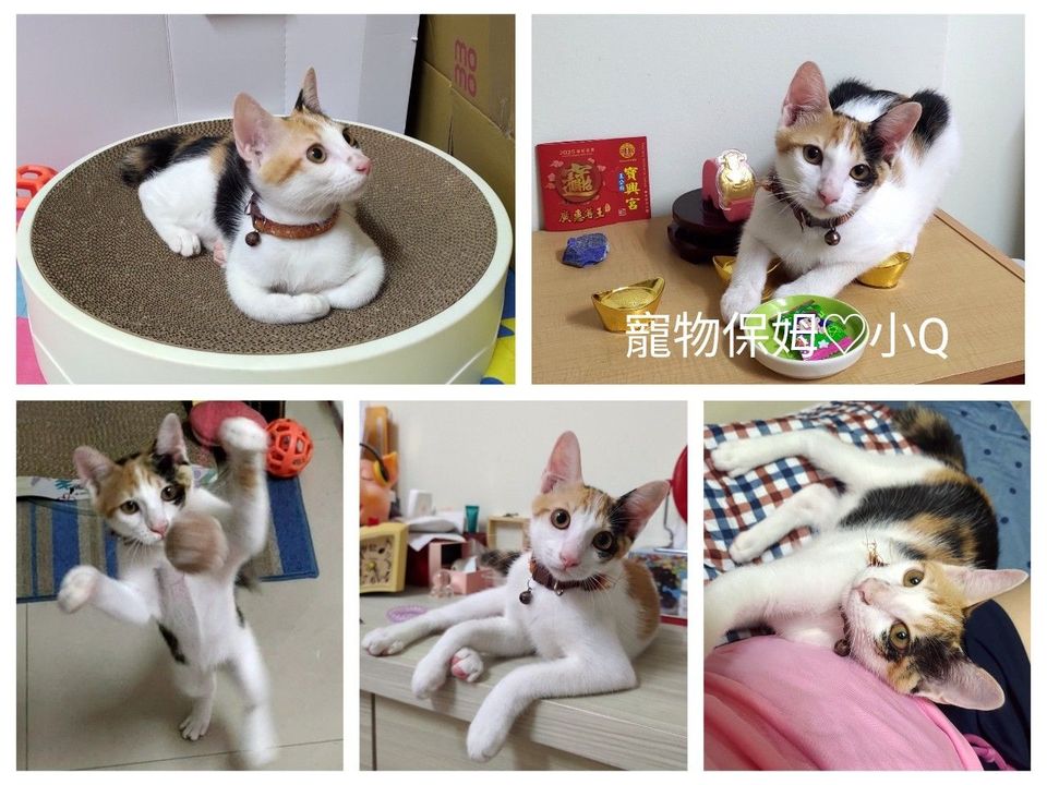 鹿港🏡小Q到府照顧-鹿東國小2公里內 - サービス説明 8