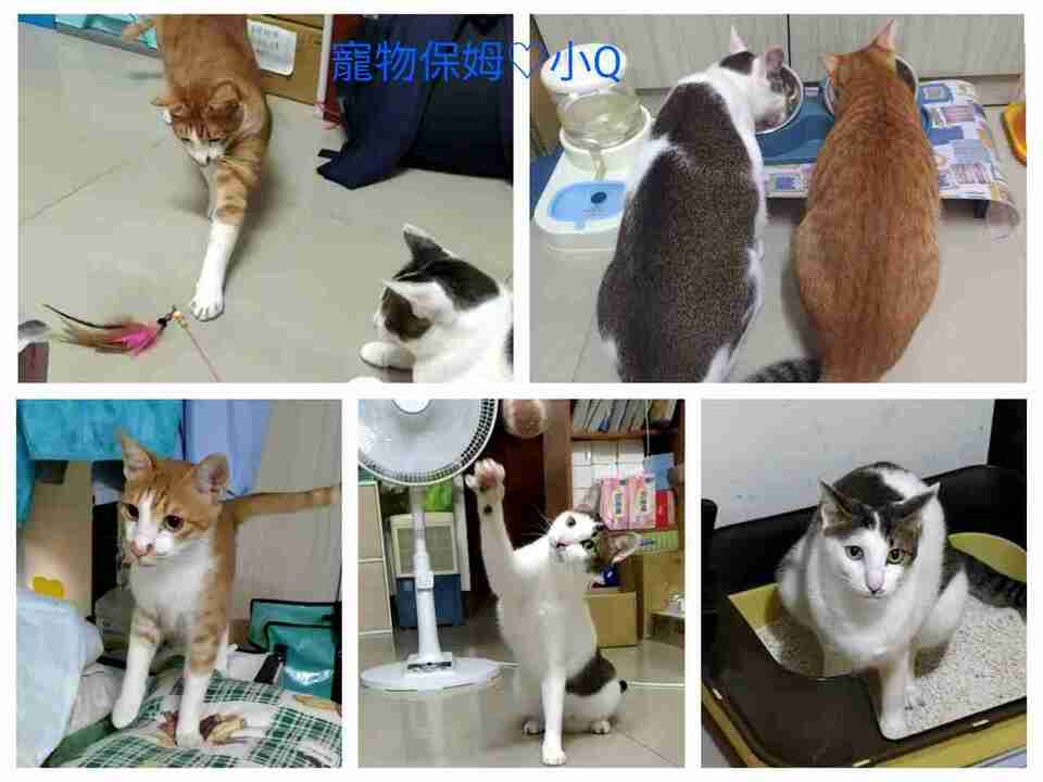 鹿港🏡小Q到府照顧-鹿東國小2公里內 - サービス説明 9