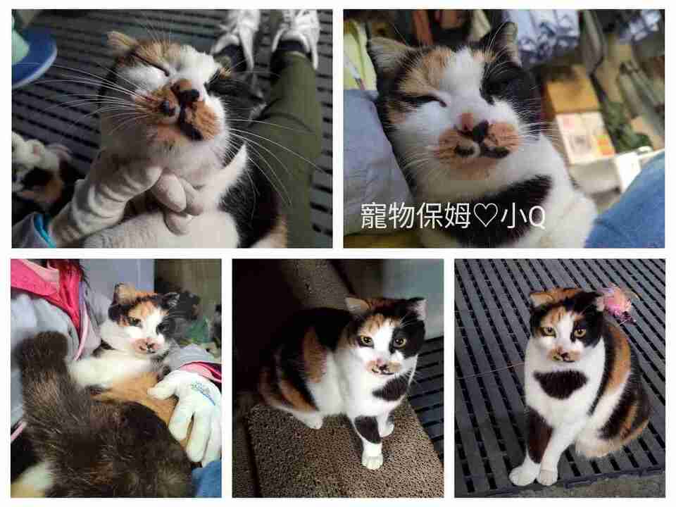 鹿港🏡小Q到府照顧-鹿東國小2公里內 - サービス説明 5