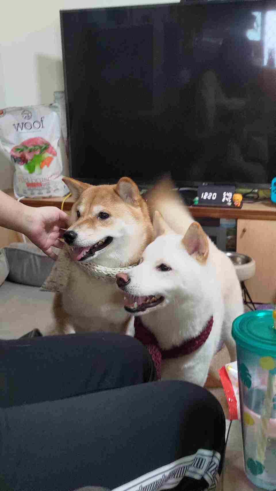 照顧毛小孩🐶😺 - Description 1