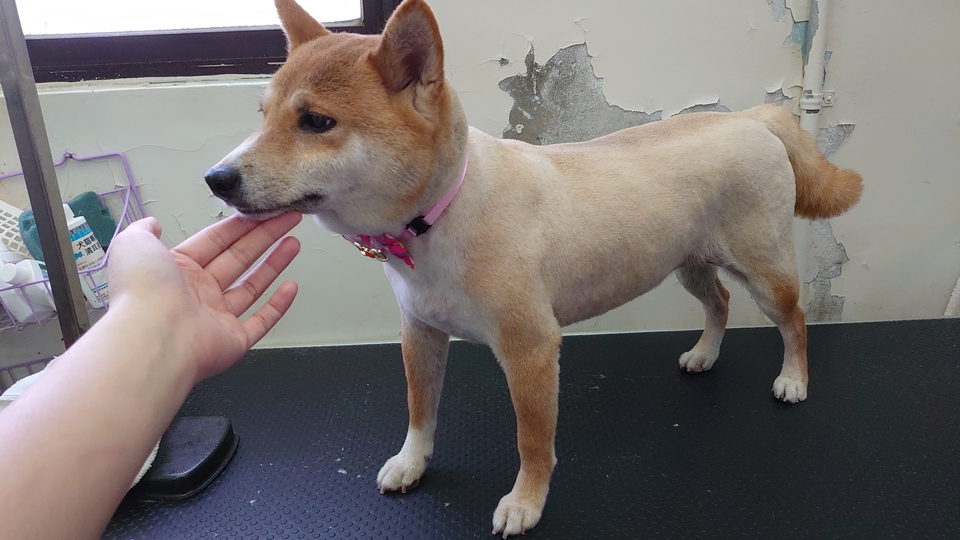 6年寵物美容照顧經驗,擔任動物醫院助理一年半,擁有kct B級美容執照 - 服務說明 4