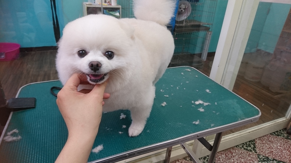 6年寵物美容照顧經驗,擔任動物醫院助理一年半,擁有kct B級美容執照 - 服務說明 2