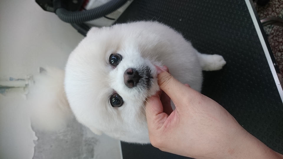 6年寵物美容照顧經驗,擔任動物醫院助理一年半,擁有kct B級美容執照 - 服務說明 1