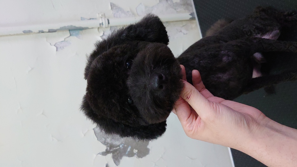 6年寵物美容照顧經驗,擔任動物醫院助理一年半,擁有kct B級美容執照 - 服務說明 3