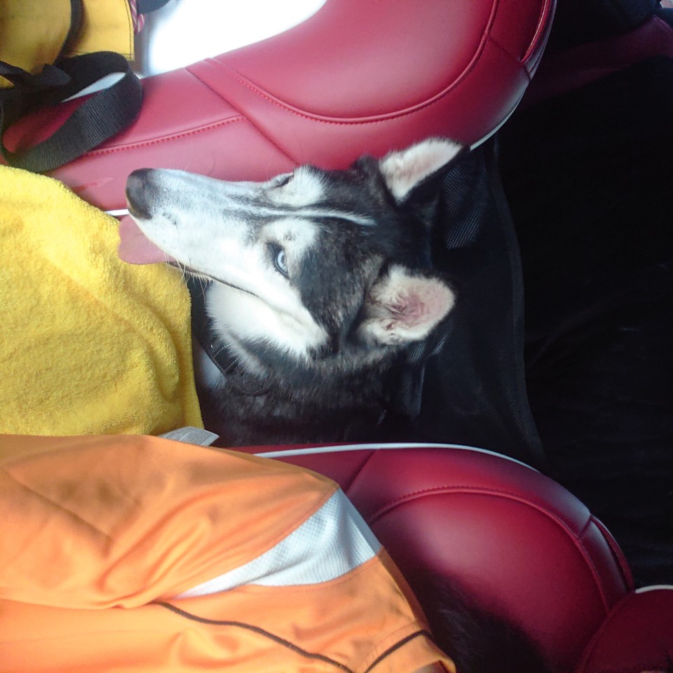 專業到府接送寵物，免關籠運輸 - Description 2