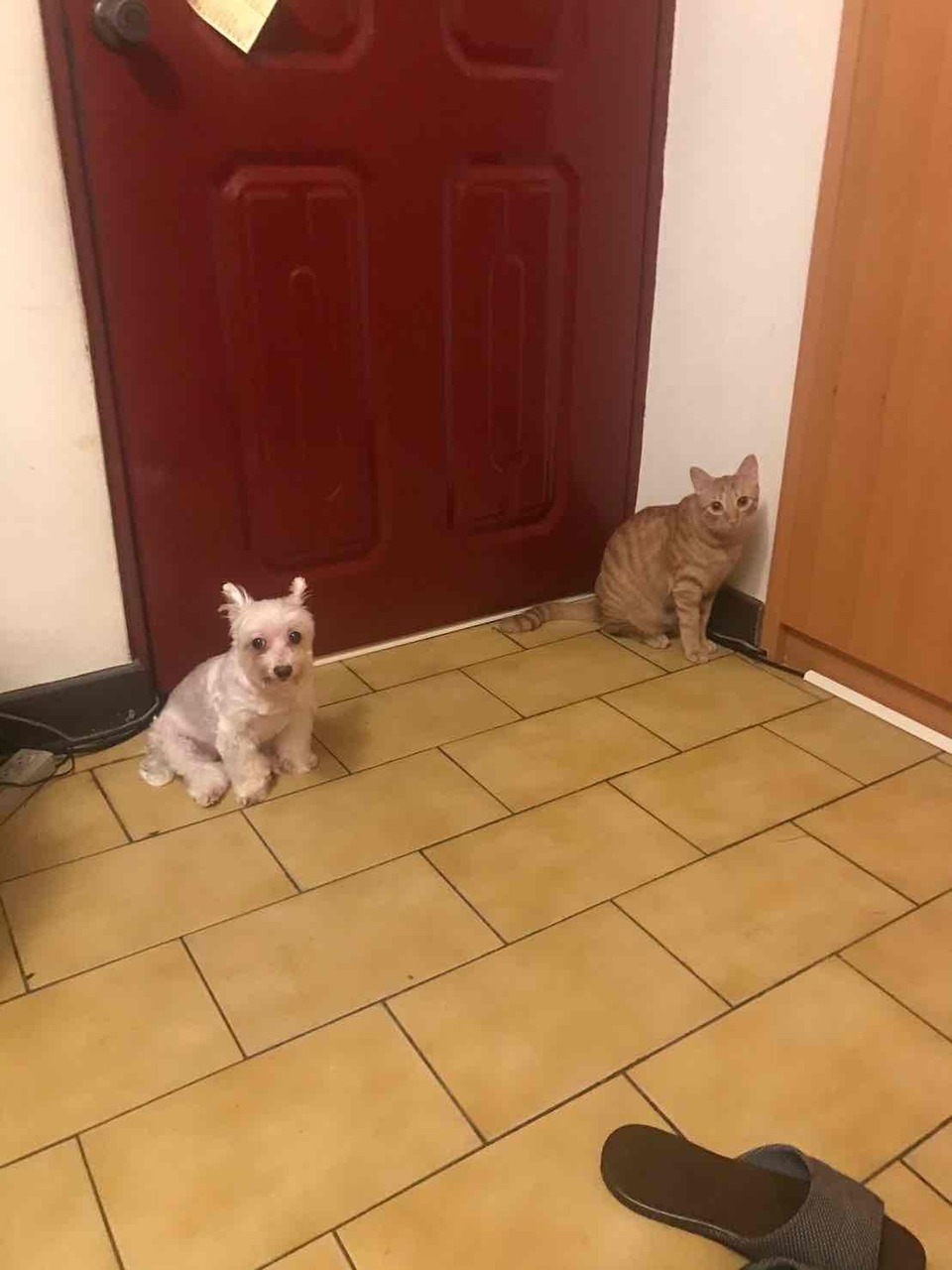 汪汪寵物保姆 - Description 3