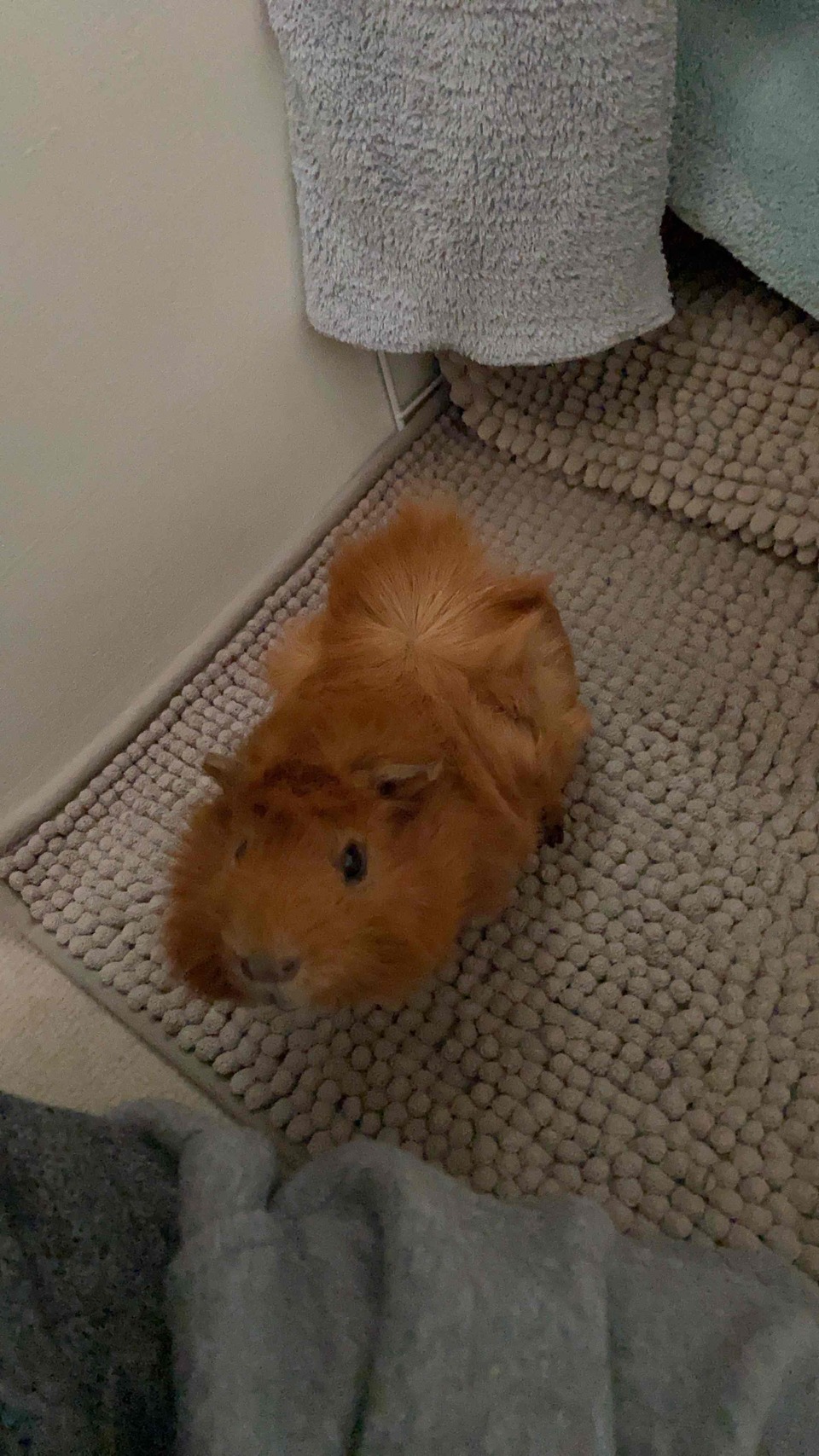 汪汪寵物保姆 - Description 1