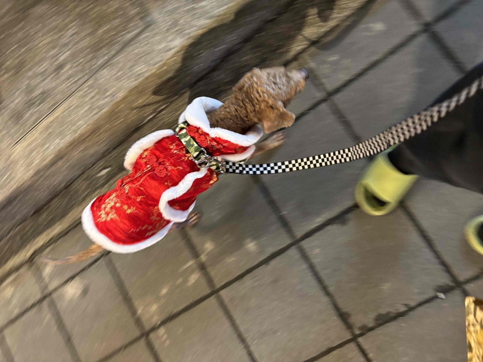 汪汪寵物保姆 - Description 2