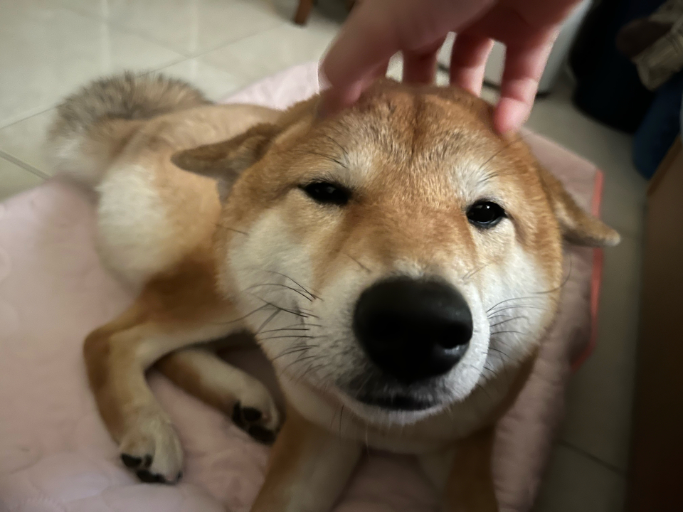 阿軒到府玩耍🙋🏻‍♀️🛵➡️🏠🐶🐱🐰淡水、三重區 - Description 2