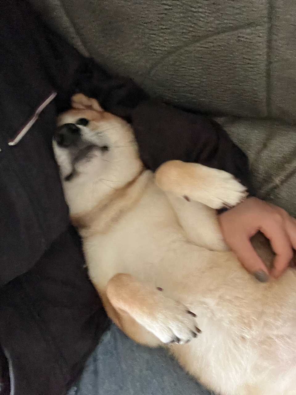 阿軒到府玩耍🙋🏻‍♀️🛵➡️🏠🐶🐱🐰淡水、三重區 - Description 1