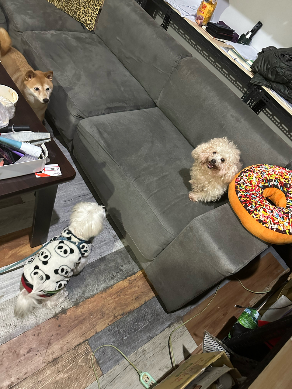 暖心 ·毛癒所 ❤️寄宿（三蘆區）👉 「一般下單區」開放預約😀 - サービス説明 2