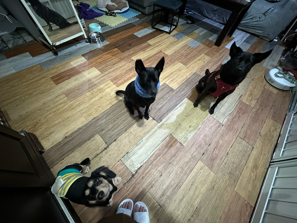 暖心 ·毛癒所 ❤️寄宿（三蘆區）👉 「一般下單區」開放預約😀 - サービス説明 9