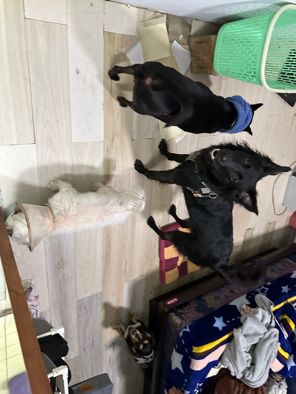 暖心 ·毛癒所 ❤️寄宿（三蘆區）👉 「一般下單區」開放預約😀 - サービス説明 10