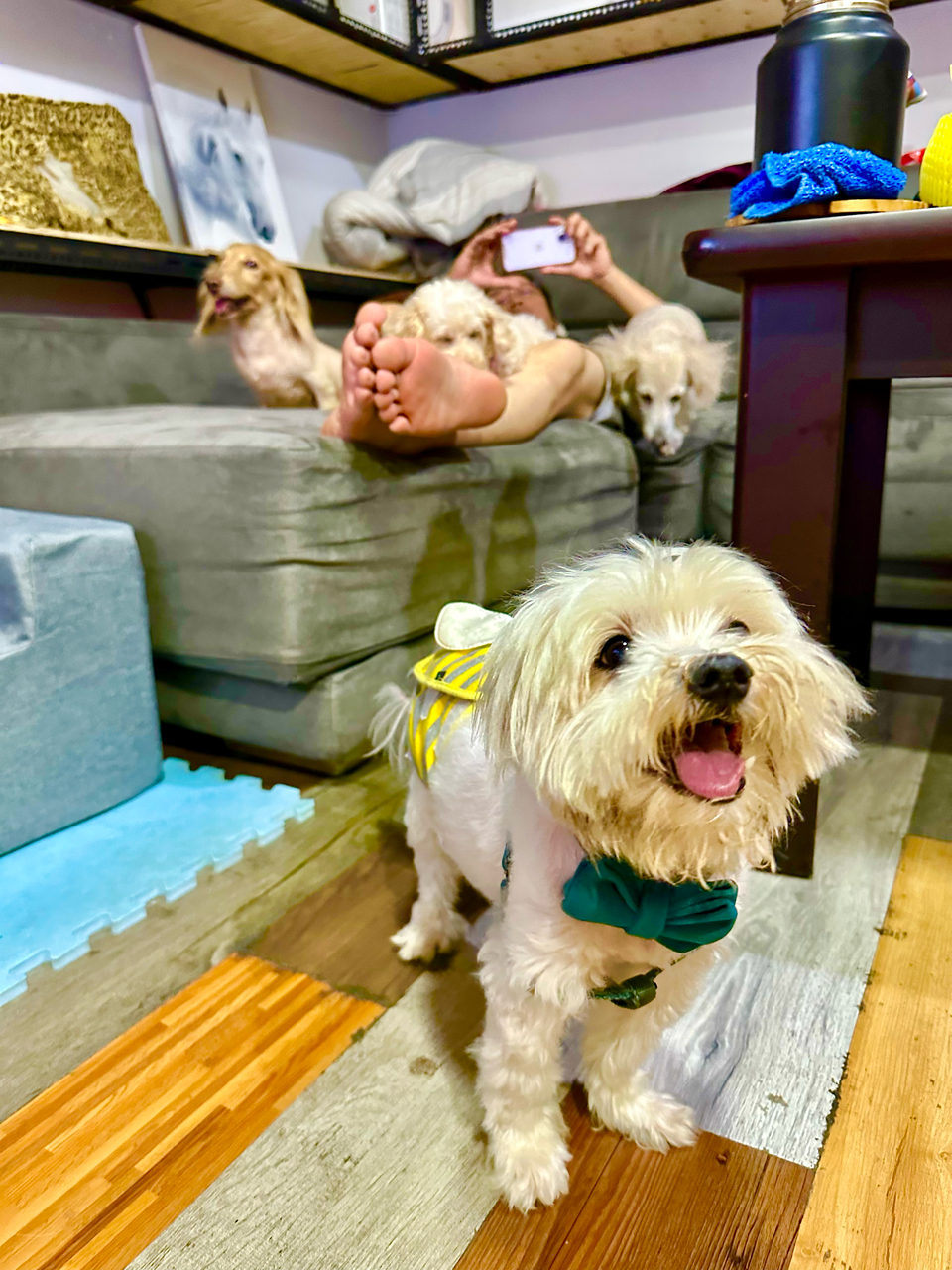 暖心 ·毛癒所 ❤️寄宿（三蘆區）👉 「一般下單區」開放預約😀 - サービス説明 4