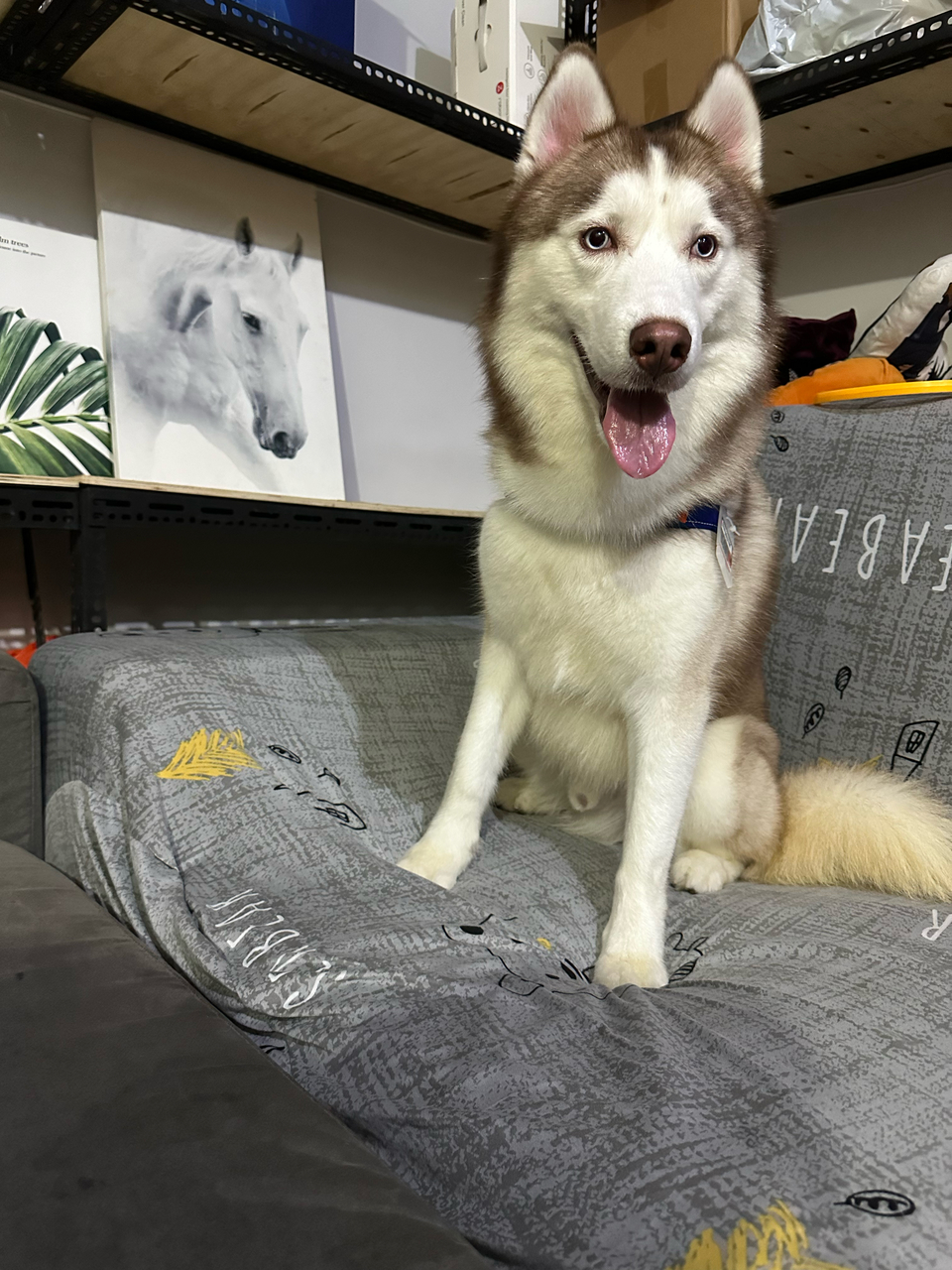 暖心 ·毛癒所 ❤️寄宿（三蘆區）👉 「一般下單區」開放預約😀 - サービス説明 3