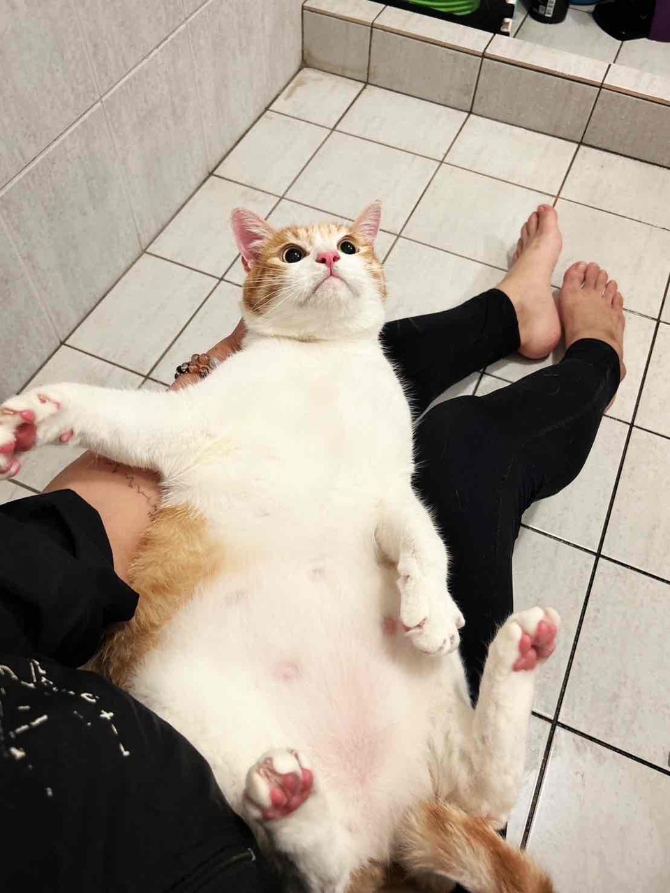 🌟🌟🌟新竹🌟🌟🌟寵物美容洗澡🛁🐱🐶 - 服務說明 1