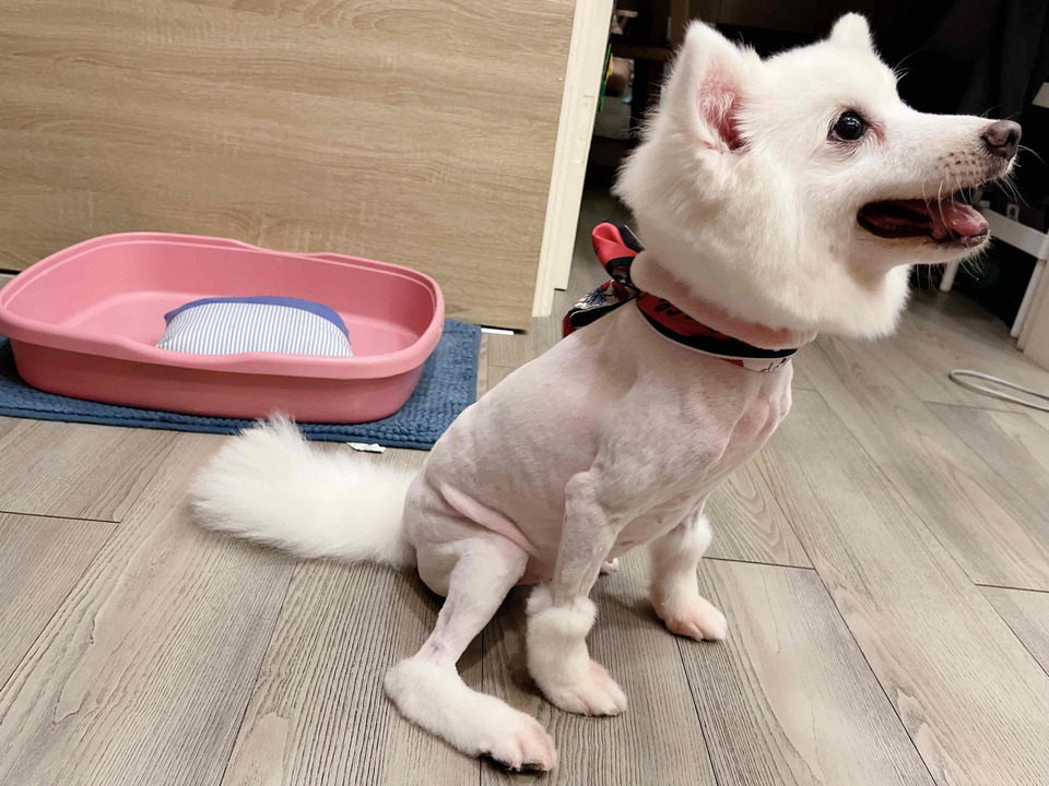 🌟🌟🌟新竹🌟🌟🌟寵物美容洗澡🛁🐱🐶 - 服務說明 9