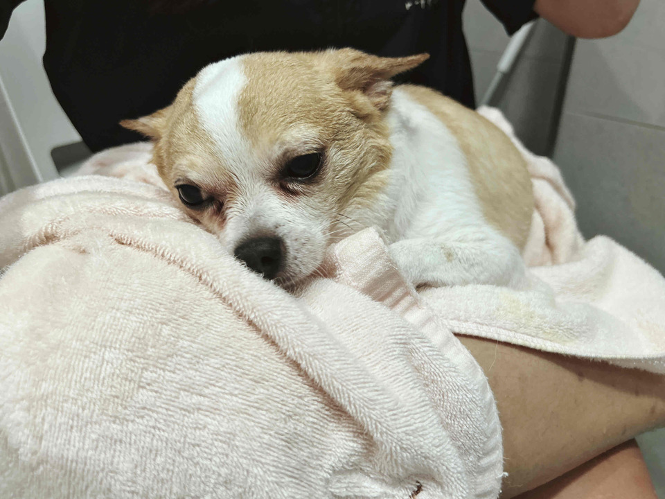 🌟🌟🌟新竹🌟🌟🌟寵物美容洗澡🛁🐱🐶 - 服務說明 8