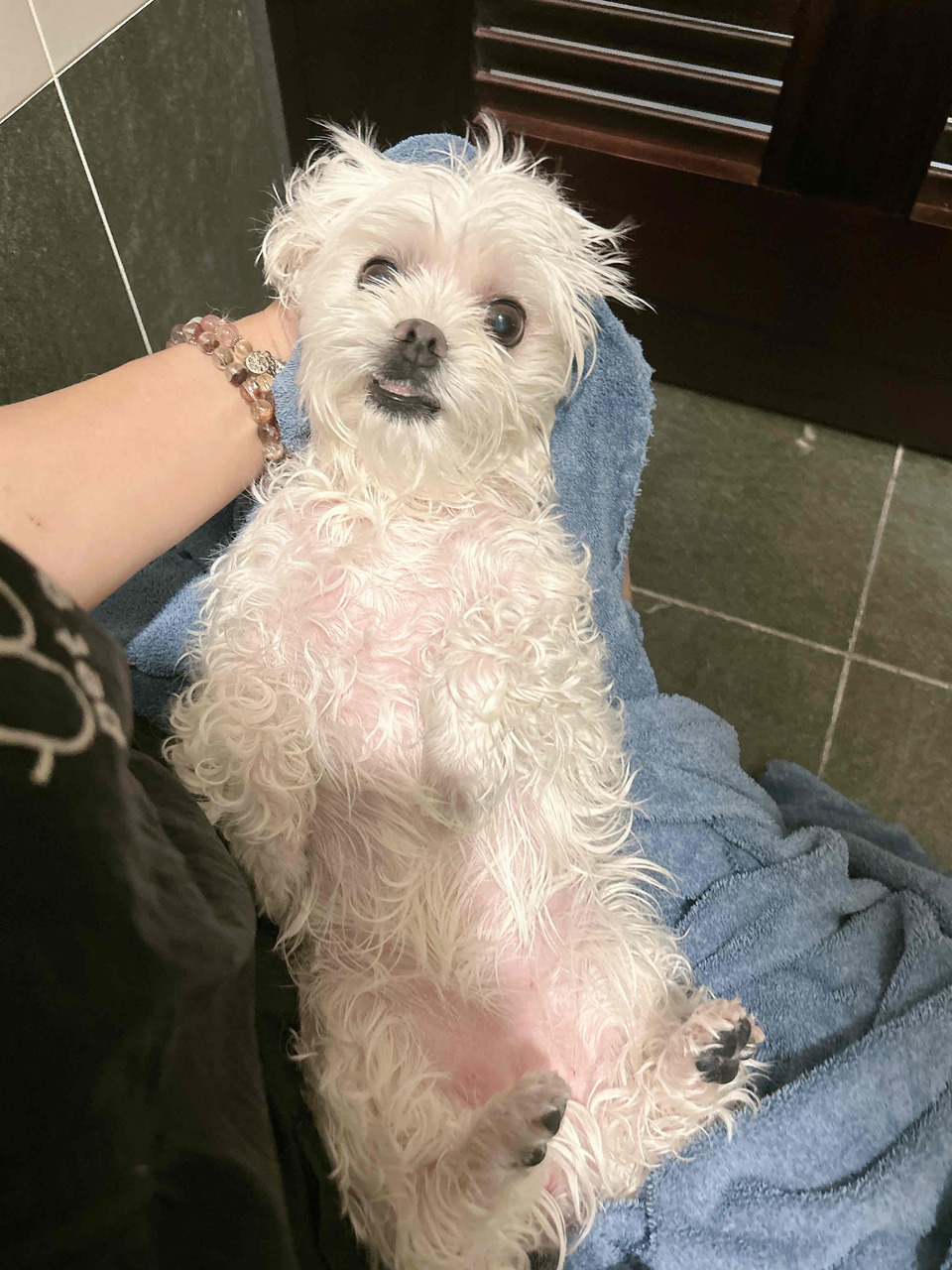 🌟🌟🌟新竹🌟🌟🌟寵物美容洗澡🛁🐱🐶 - 服務說明 4
