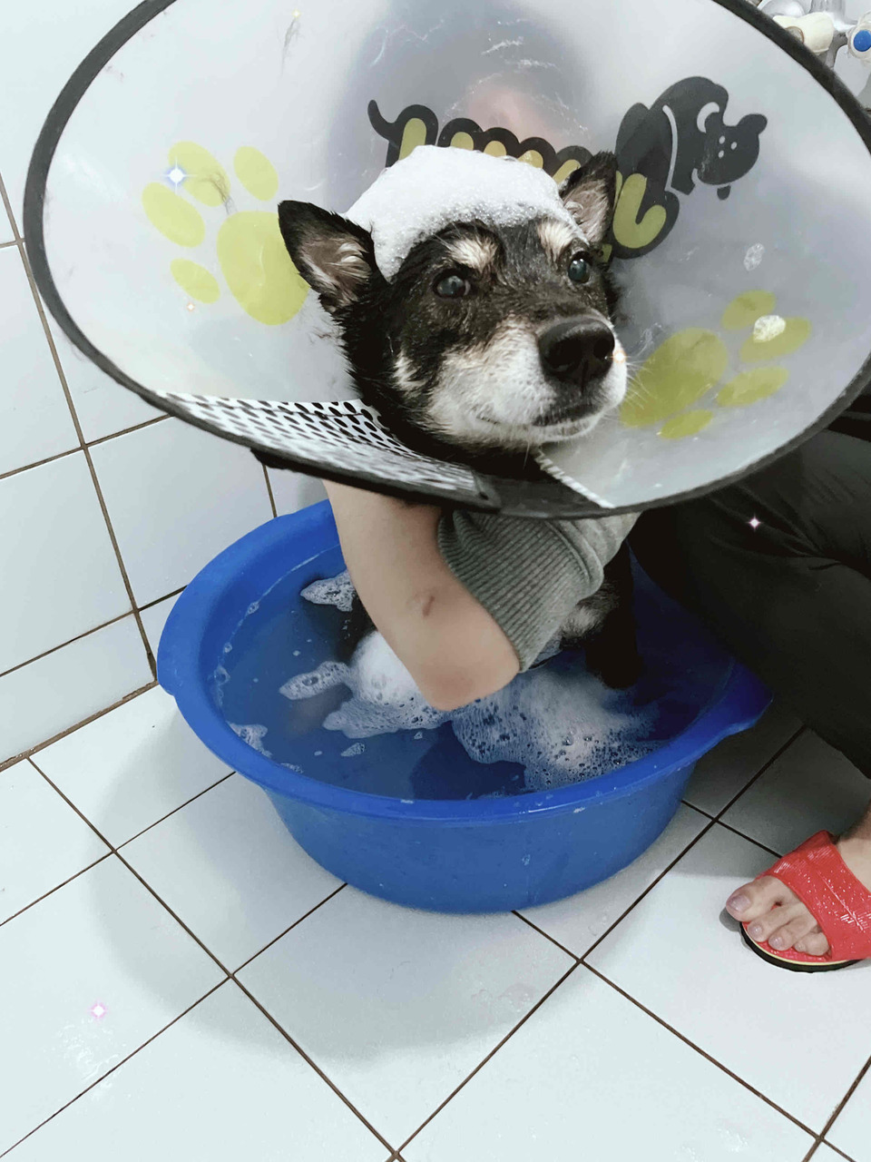 🌟🌟🌟新竹🌟🌟🌟寵物美容洗澡🛁🐱🐶 - 服務說明 5